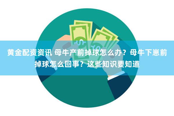 黄金配资资讯 母牛产前掉球怎么办？母牛下崽前掉球怎么回事？这些知识要知道
